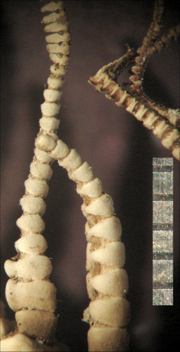 Comatula (Comatula) solaris Lamarck, 1816 Syn MNHN 1009 Comatula (Comatula) solaris Lamarck, 1816 Syn MNHN 1009