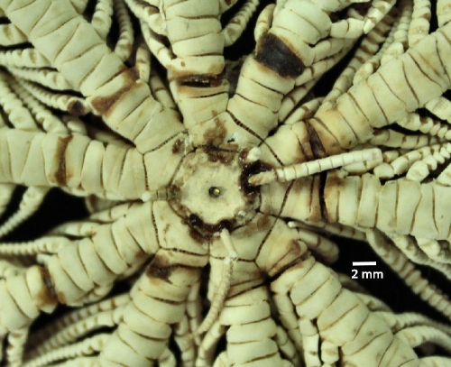 Comatula (Comatula) solaris Lamarck, 1816 SYN MNHN EcCs 1010