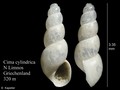 Mollusca (molluscs)