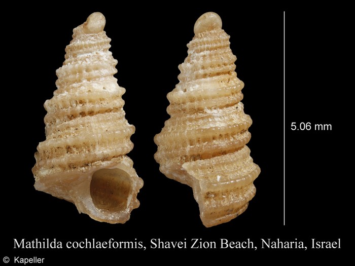 Mathilda cochlaeformis Mathilda cochlaeformis