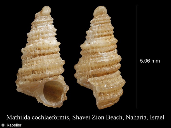 Mathilda cochlaeformis