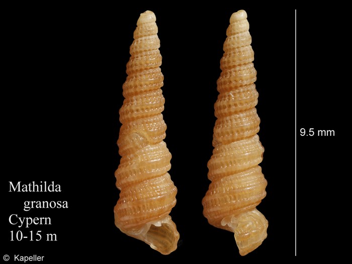 Mathilda granosa