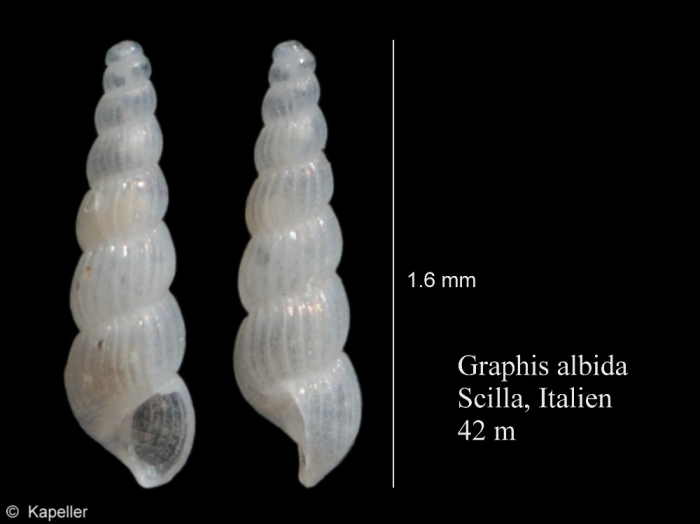 Graphis albida