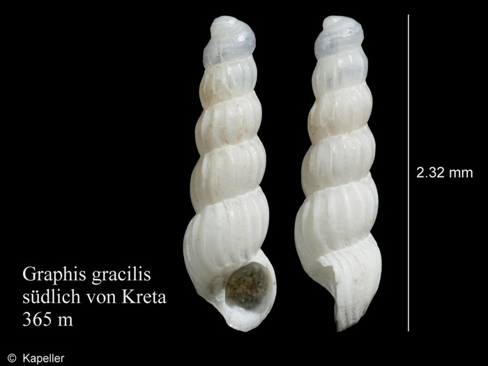 Graphis gracilis