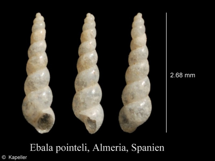 Ebala pointeli Ebala pointeli