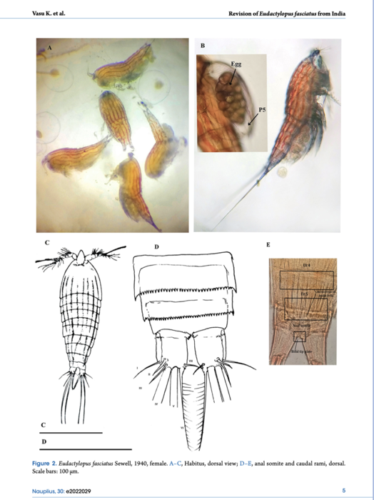 Eudactylopus fasciatus