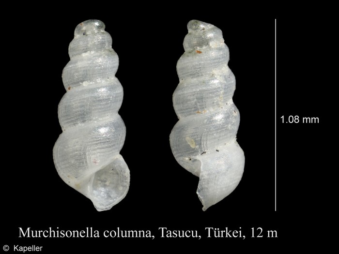 Murchisonella columna Murchisonella columna