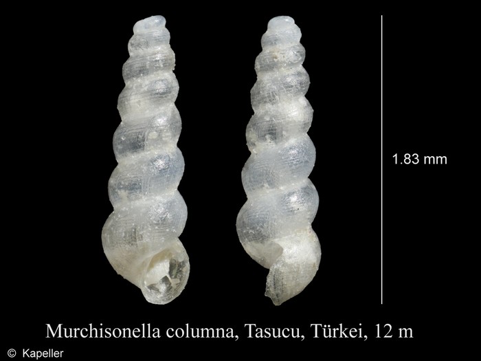 Murchisonella columna Murchisonella columna