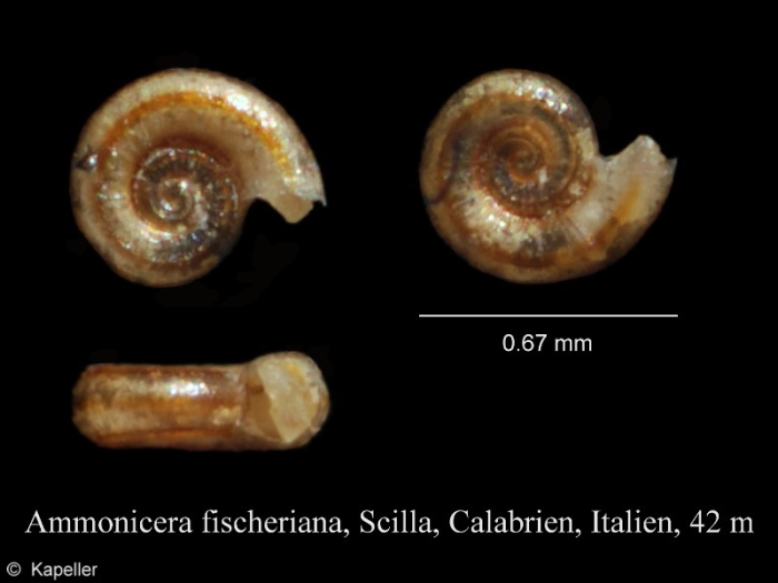 Ammonicera fischeriana Ammonicera fischeriana