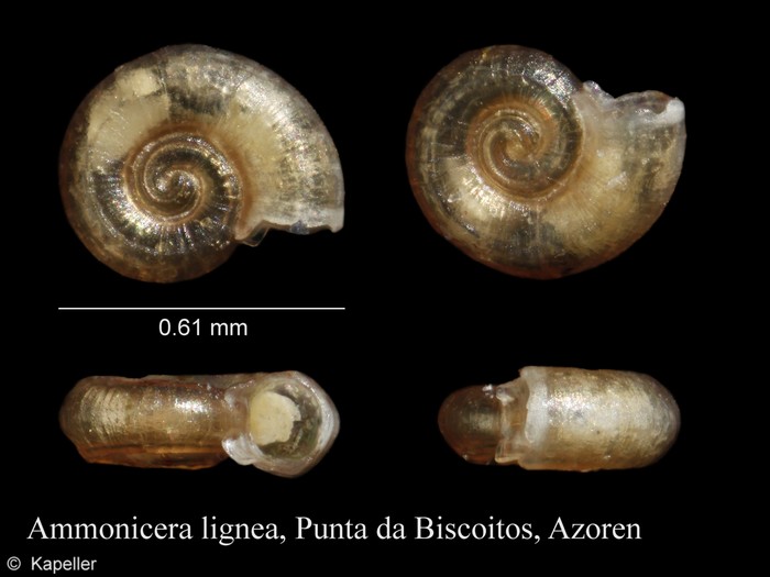 Ammonicera lignea