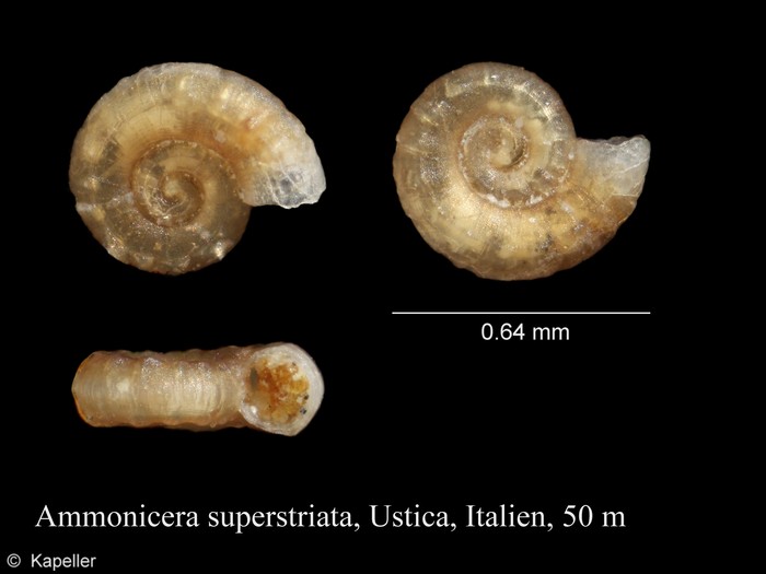 Ammonicera superstriata Ammonicera superstriata