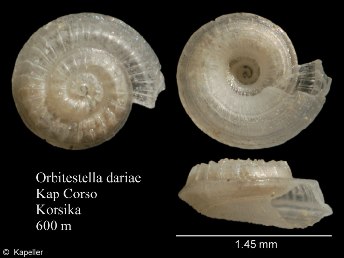 Orbitestella dariae