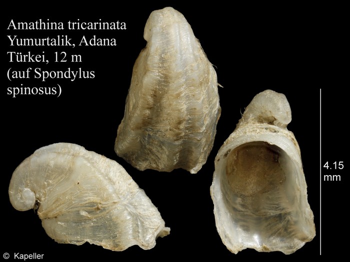 Amathina tricarinata