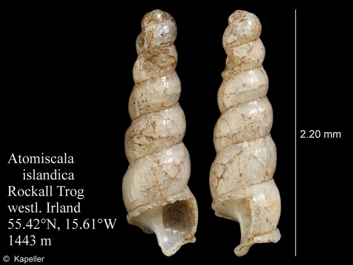 Atomiscala islandica