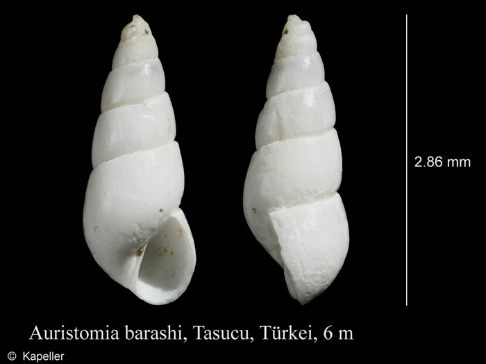 Auristomia barashi Auristomia barashi