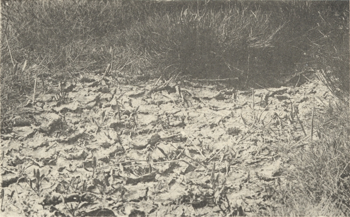 Massart (1908, foto 103) Massart (1908, foto 103)