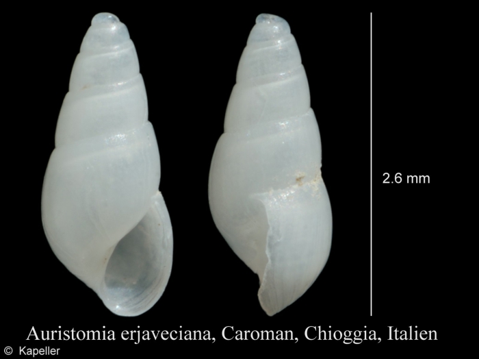 Auristomia erjaveciana Auristomia erjaveciana