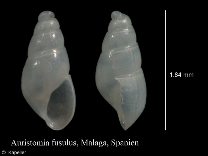 Auristomia fusulus