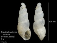Pseudochileutomia carinata