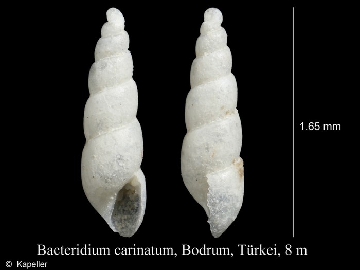 Bacteridium carinatum