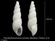 Pseudochileutomia carinata