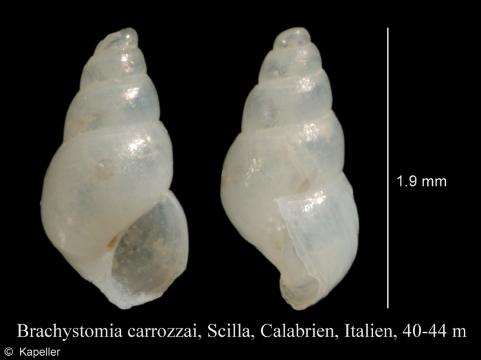 Brachystomia carrozzai Brachystomia carrozzai