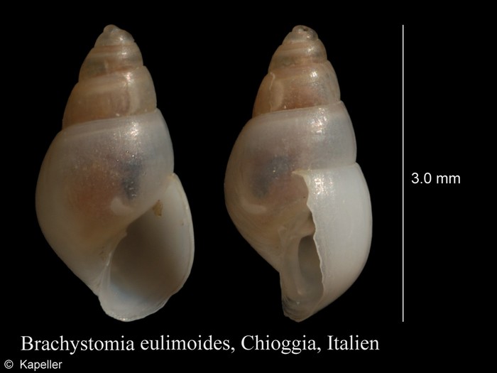 Brachystomia eulimoides