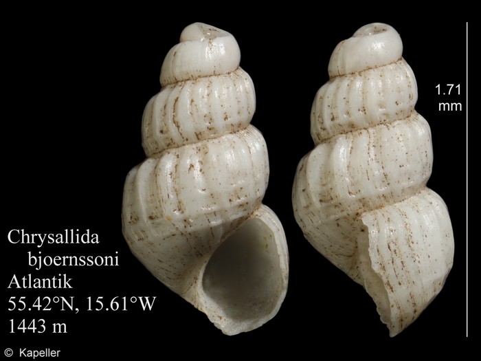 Chrysallida bjoernssoni