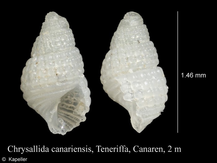 Chrysallida canariensis Chrysallida canariensis