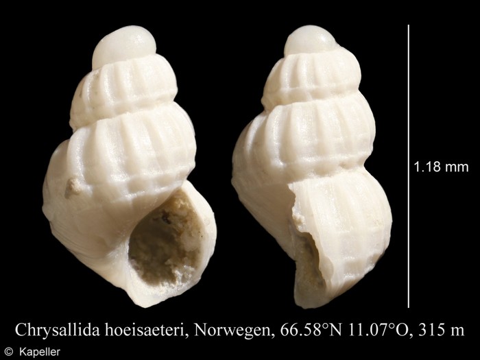 Chrysallida hoeisaeteri Chrysallida hoeisaeteri