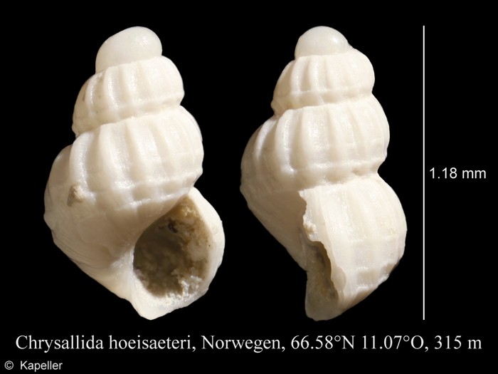 Chrysallida hoeisaeteri