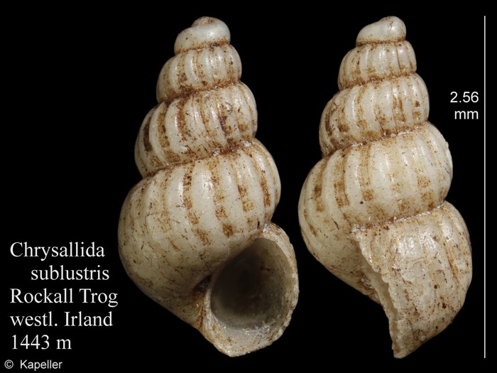Chrysallida sublustris Chrysallida sublustris