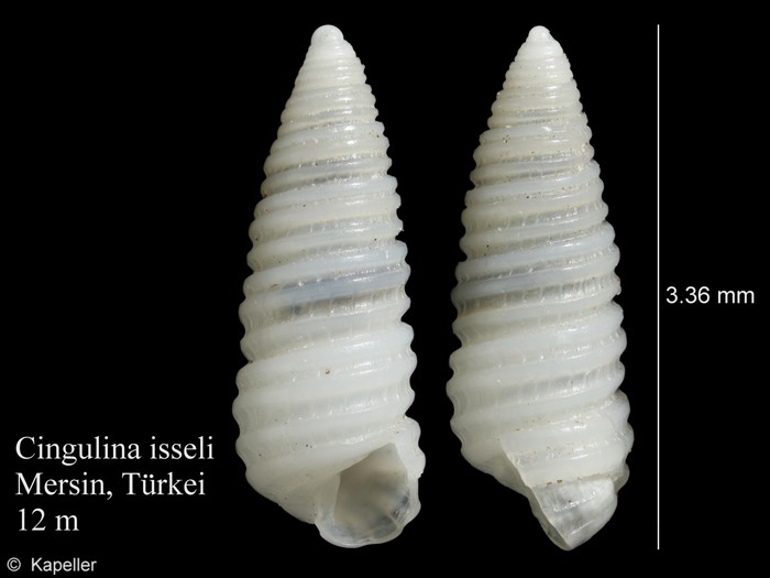 Cingulina isseli