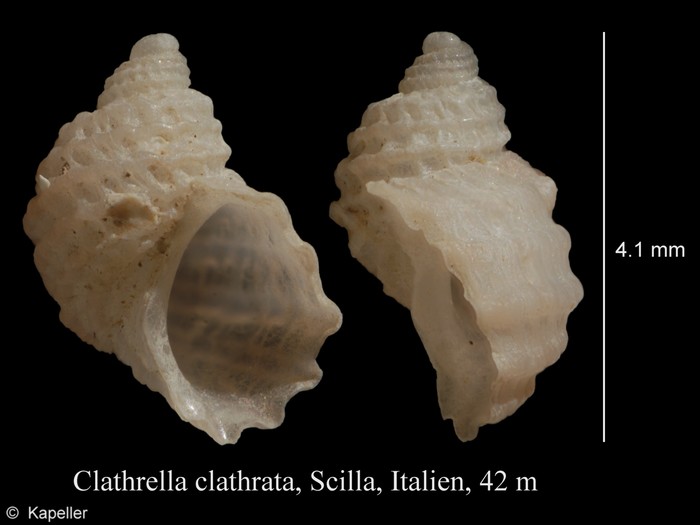 Clathrella clathrata