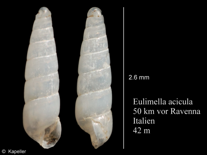 Eulimella acicula