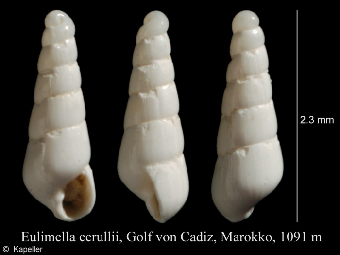 Eulimella cerullii Eulimella cerullii
