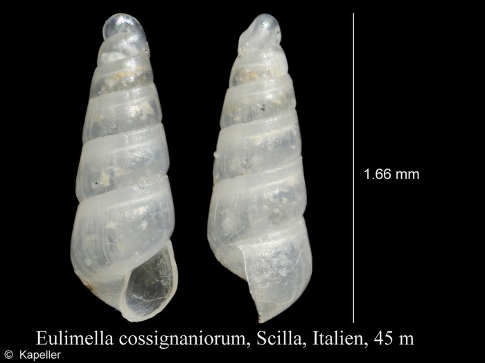 Eulimella cossignaniorum Eulimella cossignaniorum