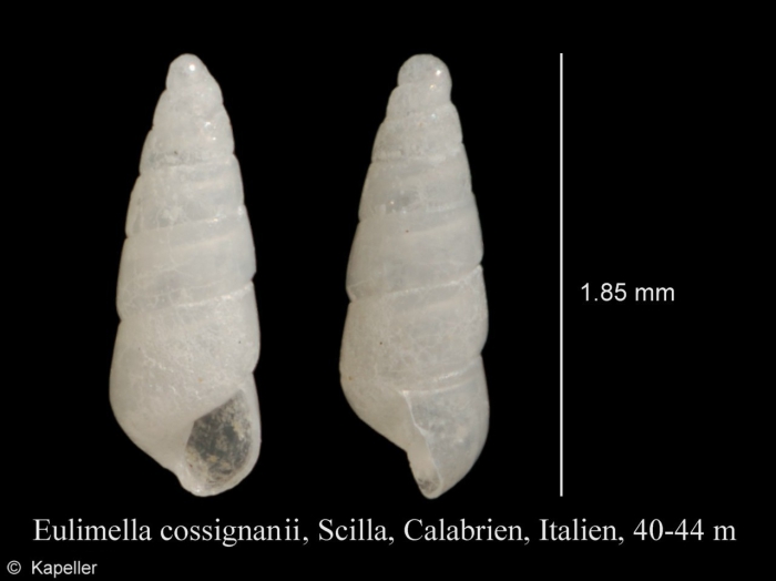 Eulimella cossignaniorum Eulimella cossignaniorum
