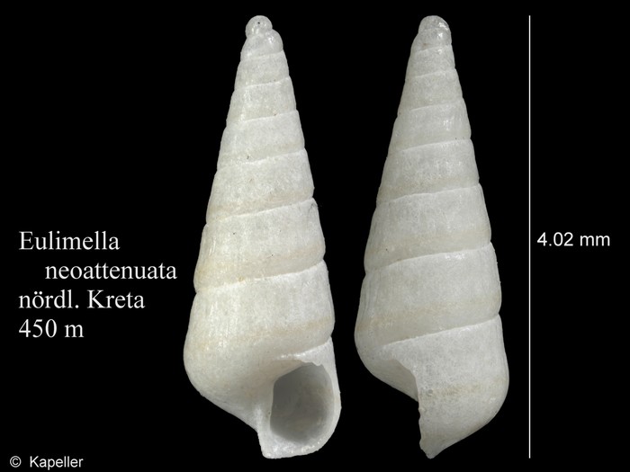 Eulimella neoattenuata Eulimella neoattenuata