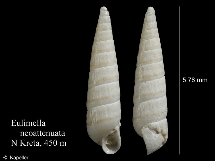 Eulimella neoattenuata