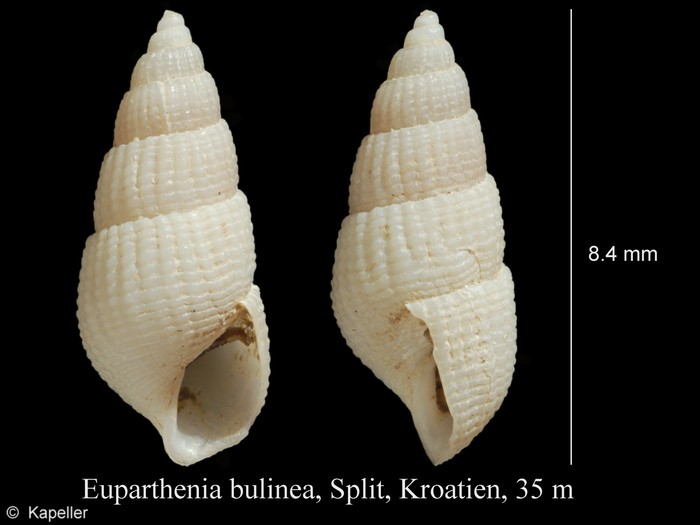 Euparthenia bulinea