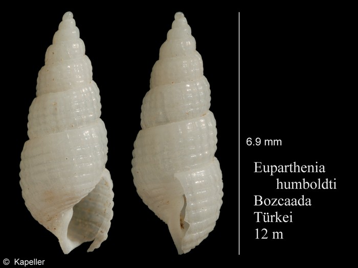 Euparthenia humboldti