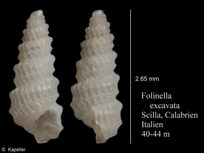 Folinella excavata