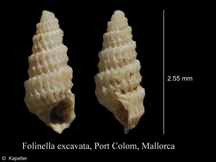 Folinella excavata