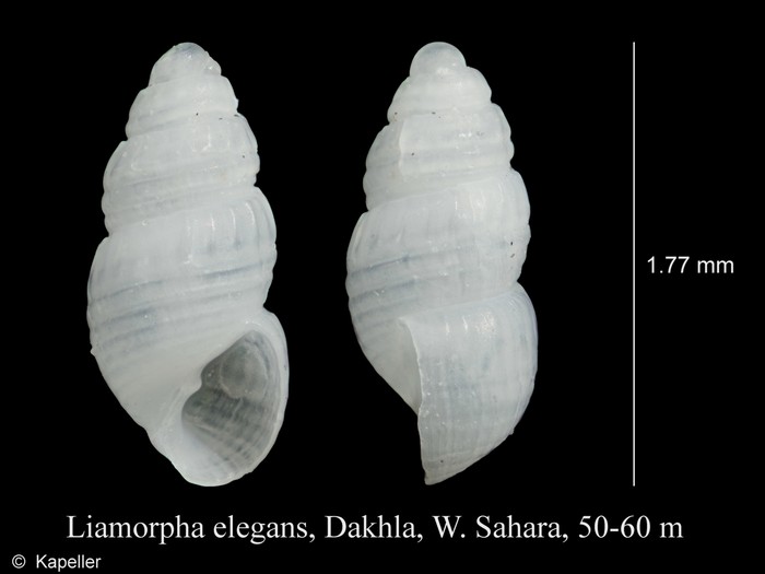Liamorpha elegans