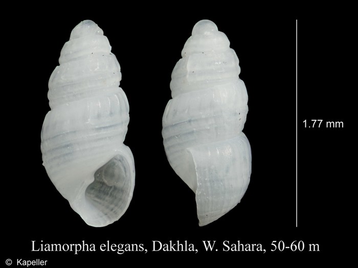 Liamorpha elegans Liamorpha elegans