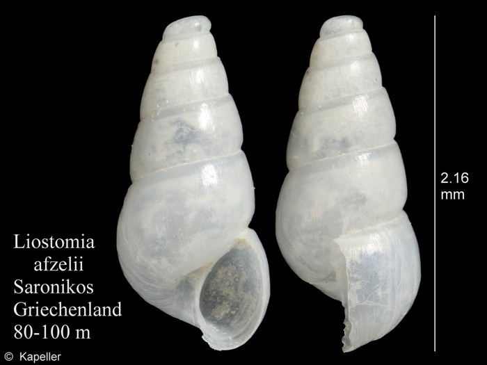 Liostomia afzelii