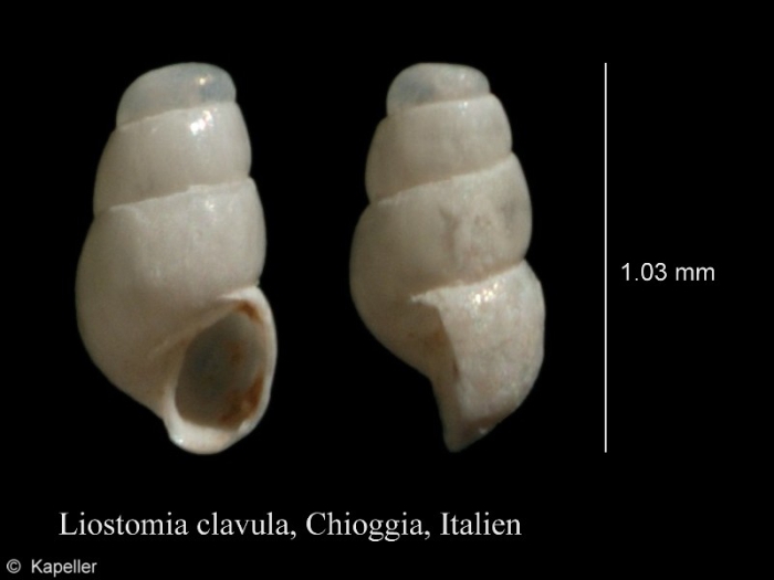 Liostomia clavula