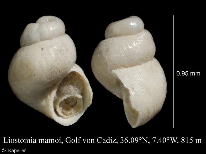 Liostomia mamoi