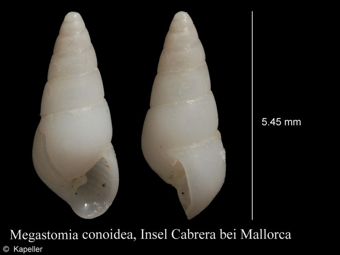 Megastomia conoidea